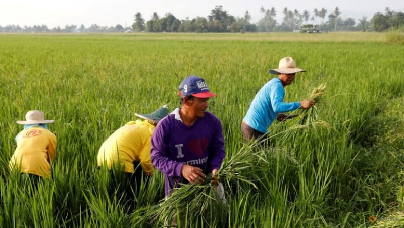 Bayer to introduce its direct-seeded rice system in the Philippines 